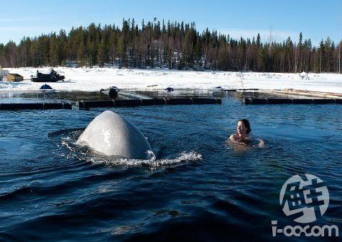 llama Natalia lumalangoy hubad na may belugas... .20894.jpg